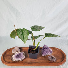 Load image into Gallery viewer, Philodendron Sodiroi True Form 2.5" pot, Fedex 2day*