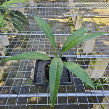 Load image into Gallery viewer, Philodendron Acutifolium, Exact Plant