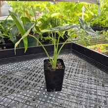Load image into Gallery viewer, Alocasia dragon scale albo Exact Plant Ships Nationwide