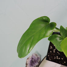 Load image into Gallery viewer, Philodendron Bipennifolium Golden Violin 4" pot, Fedex 2 day*