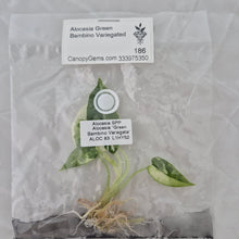 Load image into Gallery viewer, Alocasia Green Bambino Variegated tissue culture 2DayAir