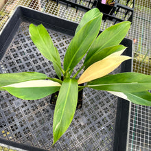 Load image into Gallery viewer, Philodendron Wend Imbe, Exact Plant Variegated Ships Nationwide