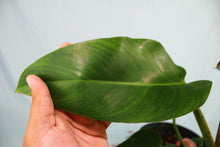 Load image into Gallery viewer, Philodendron Sagittifolium Tuxtlanum Rubra Exact Plant