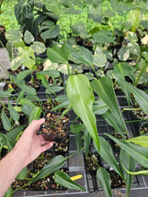 Load image into Gallery viewer, Monstera Burle Marx Flame 4" pot, Fedex 2day*
