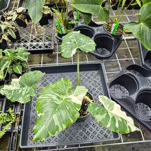 Load image into Gallery viewer, Alocasia Odora, Okinawa Silver, Exact Plant Variegated Ships Nationwide