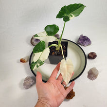 Load image into Gallery viewer, Alocasia Odora, Okinawa Silver Variegated 4" pot, Fedex 2day*