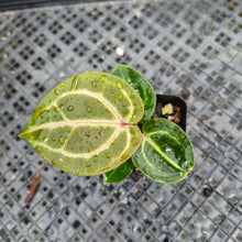 Load image into Gallery viewer, Anthurium doc block red crystallinum, Exact Plant Ships Nationwide