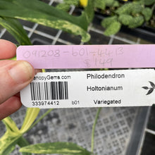 Load image into Gallery viewer, Philodendron Holtonianum Variegated exact plant, Fedex 2day*