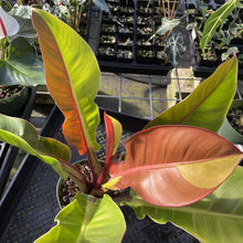 Load image into Gallery viewer, Philodendron Red Moon. not Yellow Flame Variegated exact plant, Fedex 2day