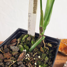 Load image into Gallery viewer, Monstera Subpinnata 4" pot, Fedex 2day*