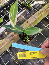 Load image into Gallery viewer, Scindapsus Blue Albo, Exact Plant Variegated Ships Nationwide