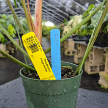 Load image into Gallery viewer, Philodendron Polypodoides, Exact Plant Ships Nationwide