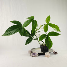 Load image into Gallery viewer, Philodendron Tripartitum, Exact Plant Ships Nationwide