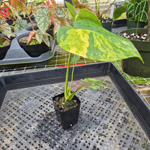 Load image into Gallery viewer, Monstera Marilyn Variegated, Exact Plant Ships Nationwide.