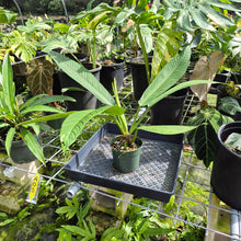 Load image into Gallery viewer, Philodendron Campii Lynette, Exact Plant Ships Nationwide