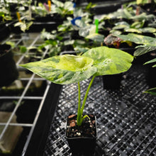 Load image into Gallery viewer, Alocasia Gageana Aurea, Exact Plant Variegated Ships Nationwide