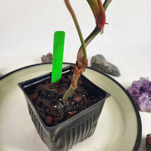 Load image into Gallery viewer, Philodendron Sodiroi True Form, Exact Plant Ships Nationwide