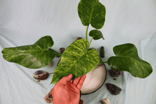 Load image into Gallery viewer, Variegated Philodendron Giganteum 'Blizzard', exact plant, ships nationwide