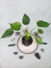 Load image into Gallery viewer, Cucullata Banana Split, Exact Plant, variegated Alocasia