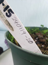 Load image into Gallery viewer, Borsigiana Albo, Exact Plant, variegated Monstera