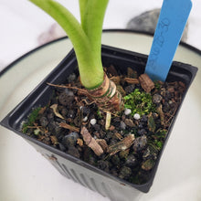 Load image into Gallery viewer, Alocasia Frydek, Exact Plant Variegated