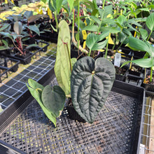 Load image into Gallery viewer, Anthurium Ace of Spades Tezula Dark Form x Kunayalense ,Exact Plant Variegated Ships Nationwide