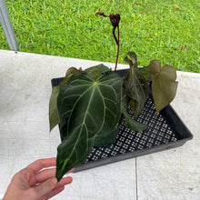 Load image into Gallery viewer, Anthurium Magnificum X AFF noid, exact plant, Fedex 2day*