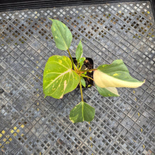 Load image into Gallery viewer, Philodendron Gloriosum Exact Plant Ships nationwide