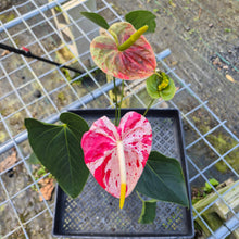 Load image into Gallery viewer, Anthurium Shibori, Exact Plant Variegated