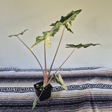 Load image into Gallery viewer, Alocasia sarian Albo, Exact Plant Ships Nationwide.