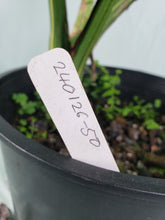 Load image into Gallery viewer, Thai Constellation, Exact Plant, variegated Monstera