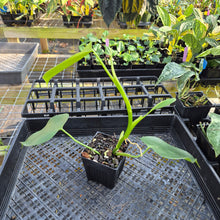 Load image into Gallery viewer, Philodendron Microstictum, Exact Plant Ships Nationwide
