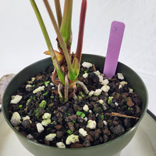 Load image into Gallery viewer, Anthurium Red Beauty, Exact Plant