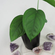 Load image into Gallery viewer, Syngonium Chiapense. Shipped Nationwide
