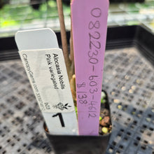 Load image into Gallery viewer, Alocasia Nobilis Pink variegated exact plant, Fedex 2day*