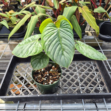 Load image into Gallery viewer, Philodendron Sodiroi True Form, Exact Plant Ships Nationwide