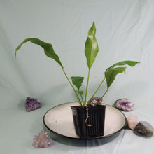 Load image into Gallery viewer, Anthurium Gracile Shipped Nationwide