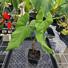 Load image into Gallery viewer, Anthurium Balaoanum "Dussii" 4" pot, Fedex 2day*