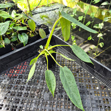 Load image into Gallery viewer, Philodendron Spiritus Sancti, Exact Plant Ships Nationwide