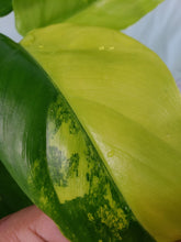 Load image into Gallery viewer, Variegated Domesticum, Exact Plant, Philodendron