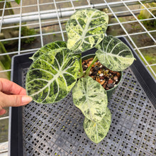 Load image into Gallery viewer, Alocasia Ninja Tricolor Splash, Black Velvet Variegated exact plant, Fedex 2day*