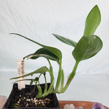 Load image into Gallery viewer, Monstera Standleyana Albo Variegated 4" pot, Fedex 2day*