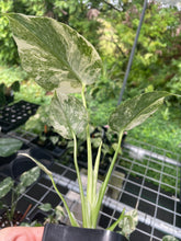 Load image into Gallery viewer, Monstera Deliciosa Green Snow variegated 2.5" pot, Fedex 2day*