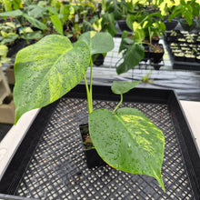 Load image into Gallery viewer, Monstera Borsigiana Aurea Variegated exact plant, Fedex 2day*