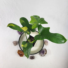 Load image into Gallery viewer, Philodendron Bipennifolium, Exact Plant Variegated Ships Nationwide