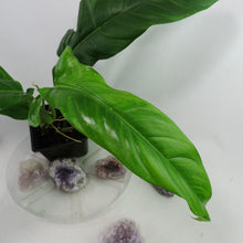 Load image into Gallery viewer, Philodendron Barrosoanum Narrow Form 4" pot, Fedex 2day*