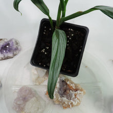Load image into Gallery viewer, Epipremnum Amplissimum Silver Stripe 4" pot, Fedex 2day*