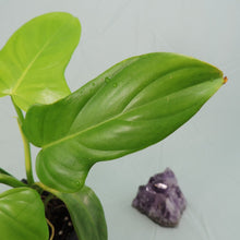 Load image into Gallery viewer, Philodendron Bipennifolium Golden Violin 4" pot, Fedex 2 day*