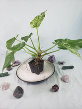 Load image into Gallery viewer, Giganteum Blizzard, exact plant, variegated Philodendron, ships nationwide