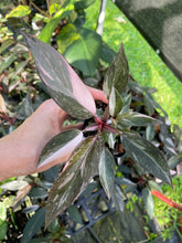 Load image into Gallery viewer, Philodendron Pink Princess Galaxy Variegated 2.5" pot, Fedex 2day*
